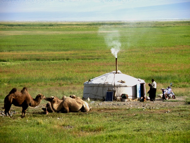 camellos-y-yurtas-Mongolia-pura.jpg